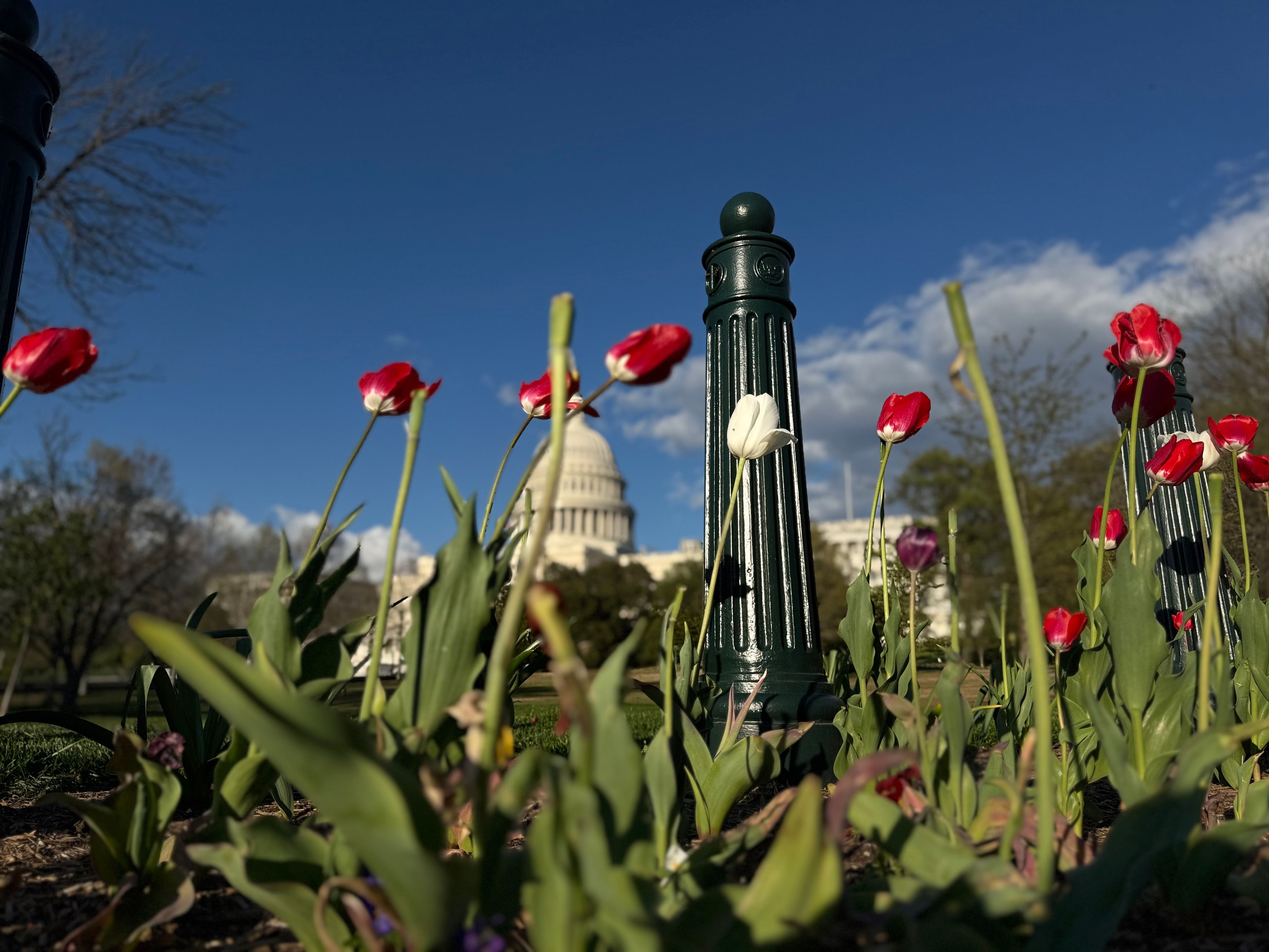 The US Capitol with flowers in the foreground